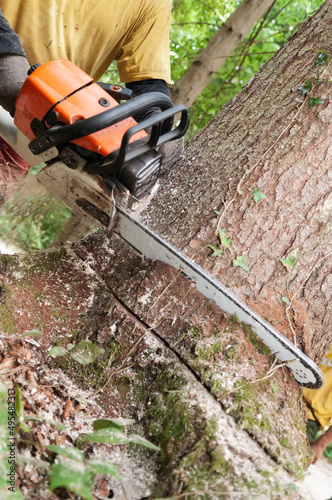Close-up of chainsaw being held by forestry worker making a wedge cut into a spruce tree