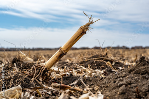 Corn field after harvest with strewn stover over disced soil.