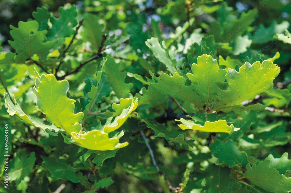 Downy oak foliage, Quercus pubescens Stock Photo | Adobe Stock