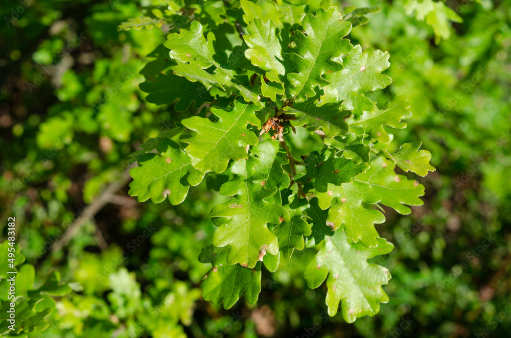 Fototapeta premium Downy oak foliage, Quercus pubescens