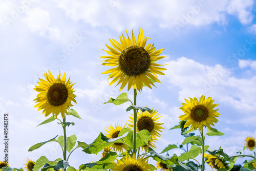 Sunflowers on background of cloudy sky