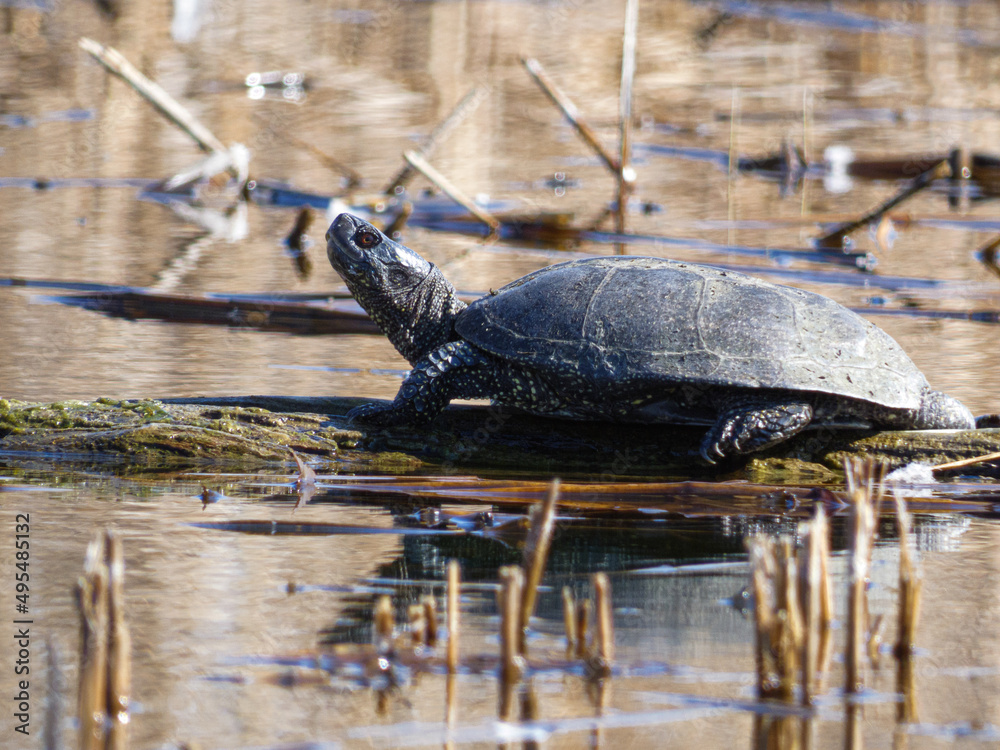 Obraz premium turtle basking in the sun on a lake close up
