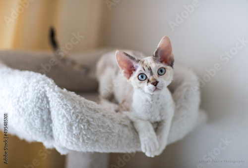 Fotografie little Devon Rex kitten lies on a couch