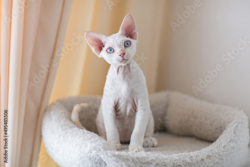 Fotografie white kitten devon rex sits on a mattress (close-up)