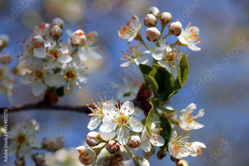 Kirschblüte