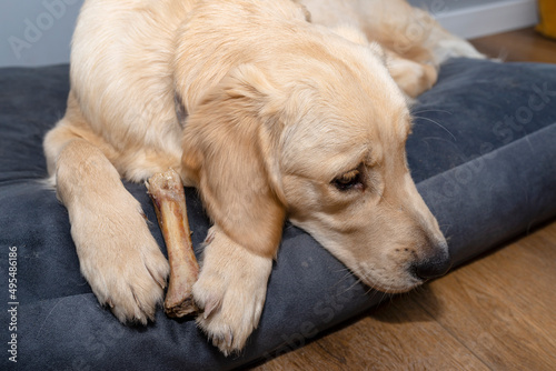 Young male golden retriever is eating a bone in a playpen on modern vinyl panels in the living room of the home.