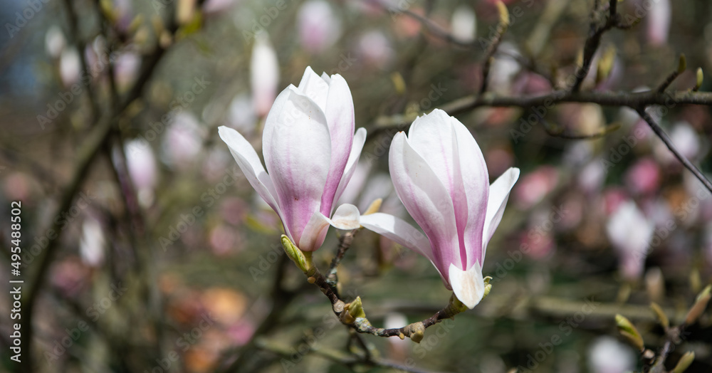 macro of pink magnolia flower in spring. nature beauty macro of pink magnolia flower in spring. nature beauty