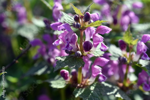 Blüten und Blätter einer Schwarznessel photo