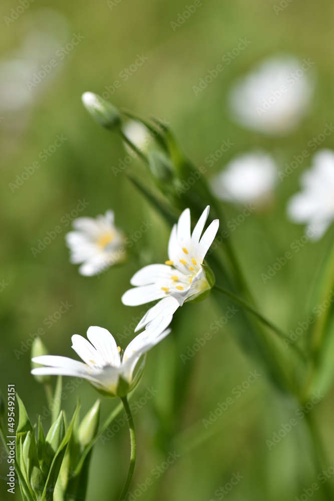 White yellow forest flower macro shot blurred background. White yellow forest flower macro shot blurred background.