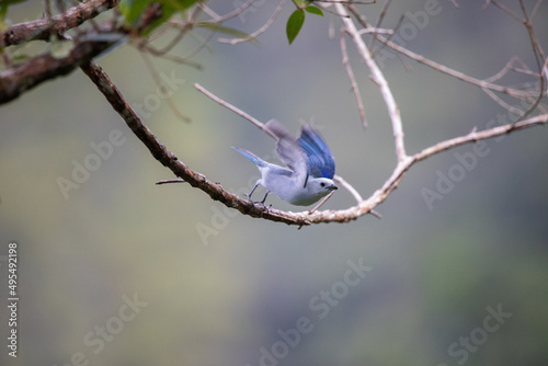 Beautiful photo of a light blue bird in flight, flying, from a tree branch