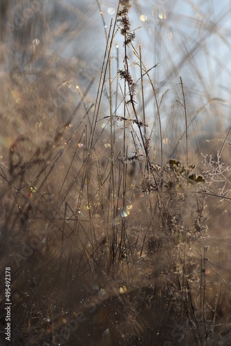 Dry grass in the winter morning light covered with frost. Twigs covered in frost.