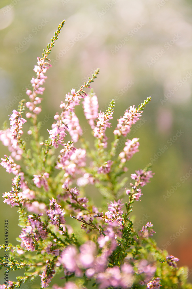 Floral background made of blossoming Heather flowers common known as Callluna Vulgarus with bokeh effect. Floral background made of blossoming Heather flowers common known as Callluna Vulgarus with bokeh effect.