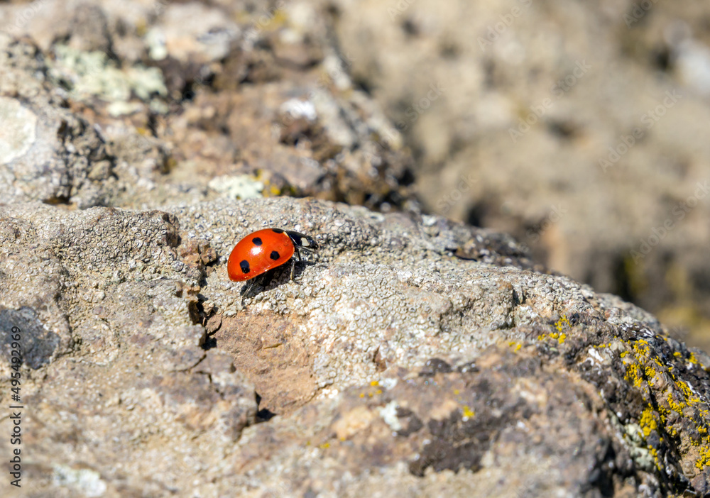 Ladybug on the stone. Karadag nature reserve. Crimea Ladybug on the stone. Karadag nature reserve. Crimea