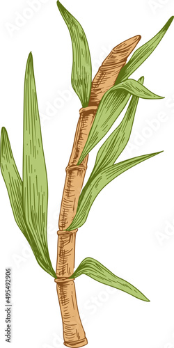Sugar Cane Sprig Hand Drawn Illustration