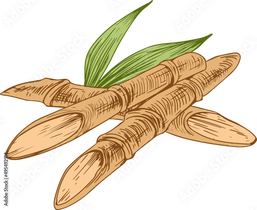 Sugar Cane Sprigs Hand Drawn Illustration