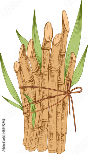 Sugar Cane Sprigs Bunch Hand Drawn Illustration