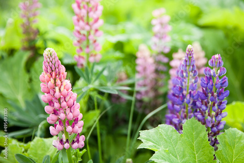 Pink lupine flower closeup. Lupine is in the meadow. Flower field background.