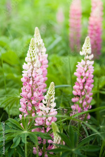 Pink lupine flower closeup. Lupine is in the meadow. Flower field background.
