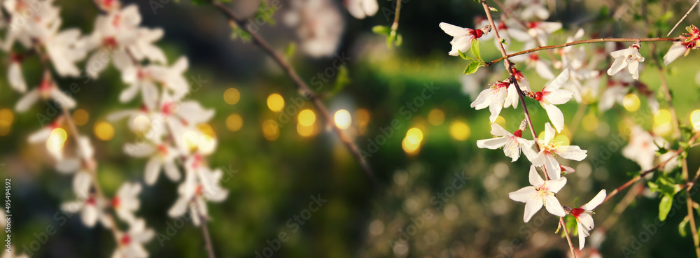 background of spring cherry blossoms tree. selective focus background of spring cherry blossoms tree. selective focus