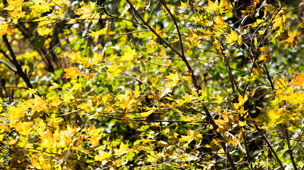 Yellow maple leaves in the autumn Yellow maple leaves in the autumn