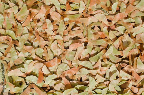 Maple samaras, texture, Acer platanoide