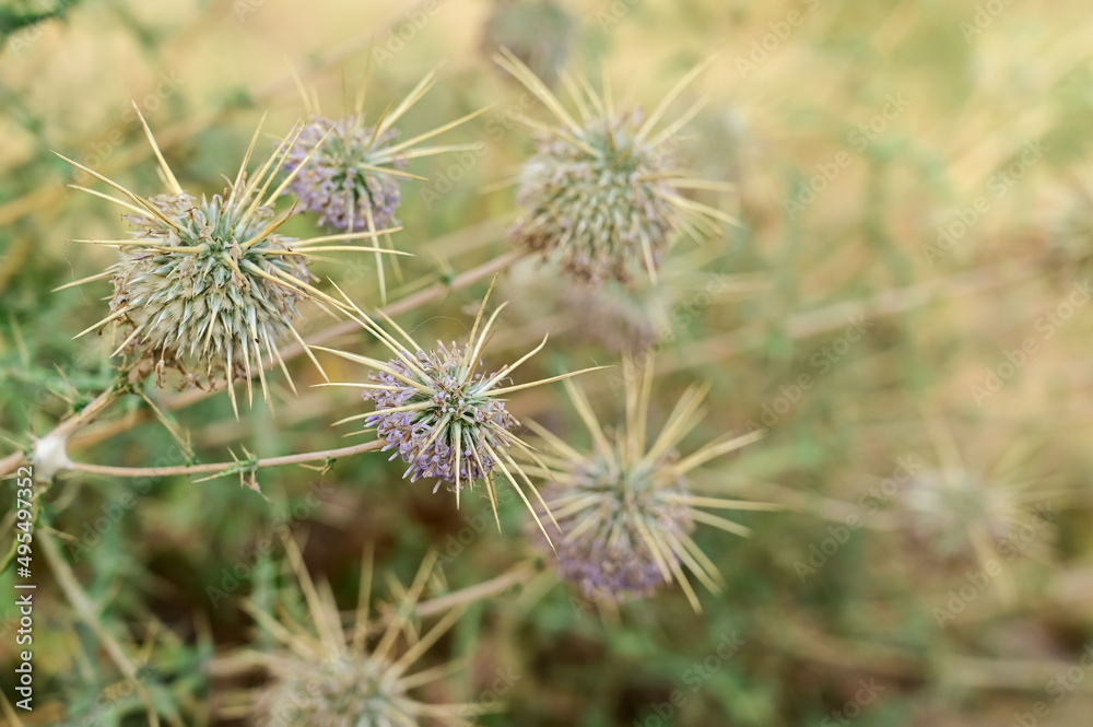 closup of Echinops Polyceras flower in the desert closup of Echinops Polyceras flower in the desert