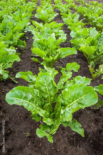 fresh leaves of young sugar beet, close up
