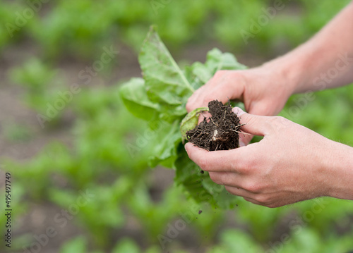 sugar beet in man hand on the field