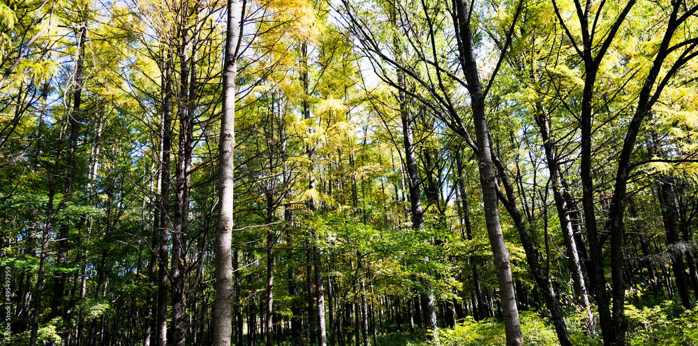 Trunks of trees on the scenic autumn forest Trunks of trees on the scenic autumn forest