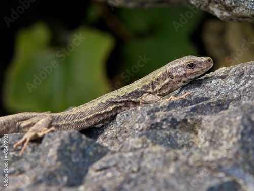 European Wall Lizard basking in the sun on warm rocks © pr2is