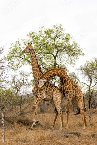 Giraffe males fighting in Kruger National Park in South Africa           