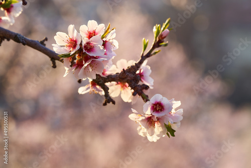 Almond tree blossoms in spring on pink background  close up