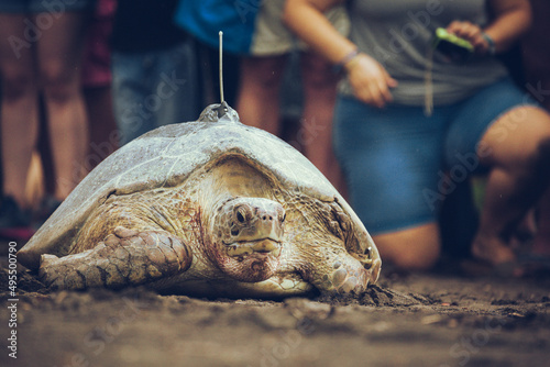 Green sea turtle chelonia mydas with tracker entering the ocean form a beach in daytime