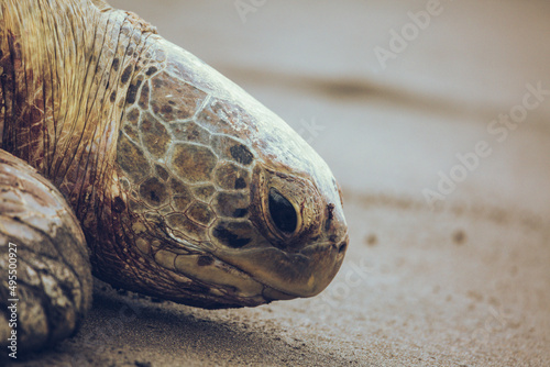Green sea turtle chelonia mydas with tracker entering the ocean form a beach in daytime photo