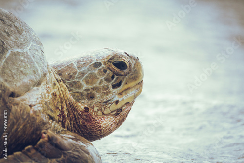 Fototapeta Naklejka Na Ścianę i Meble -  Green sea turtle chelonia mydas with tracker entering the ocean form a beach in daytime