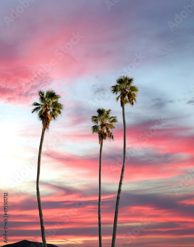Fototapeta Naklejka Na Ścianę i Meble -  Tropical Palm Trees Silhouetted Against Dramatic Sunset