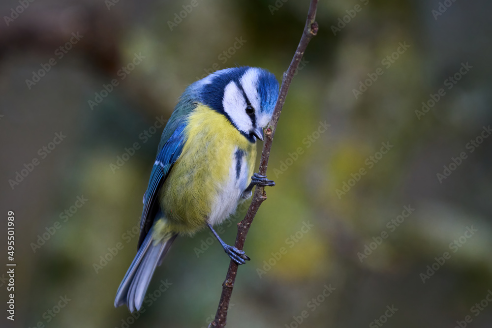 Fototapeta premium Eurasian blue tit (Cyanistes caeruleus)