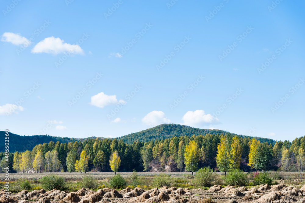 Naklejka premium Rows of aspens trees in early autumn