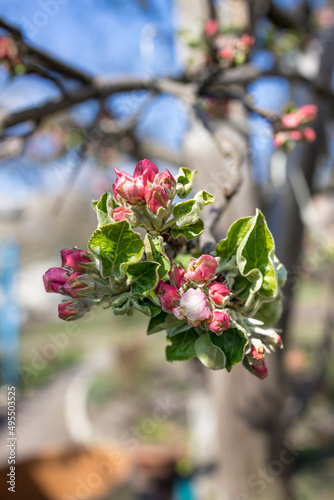 branch with pink buds on an apple tree. close-up, blur