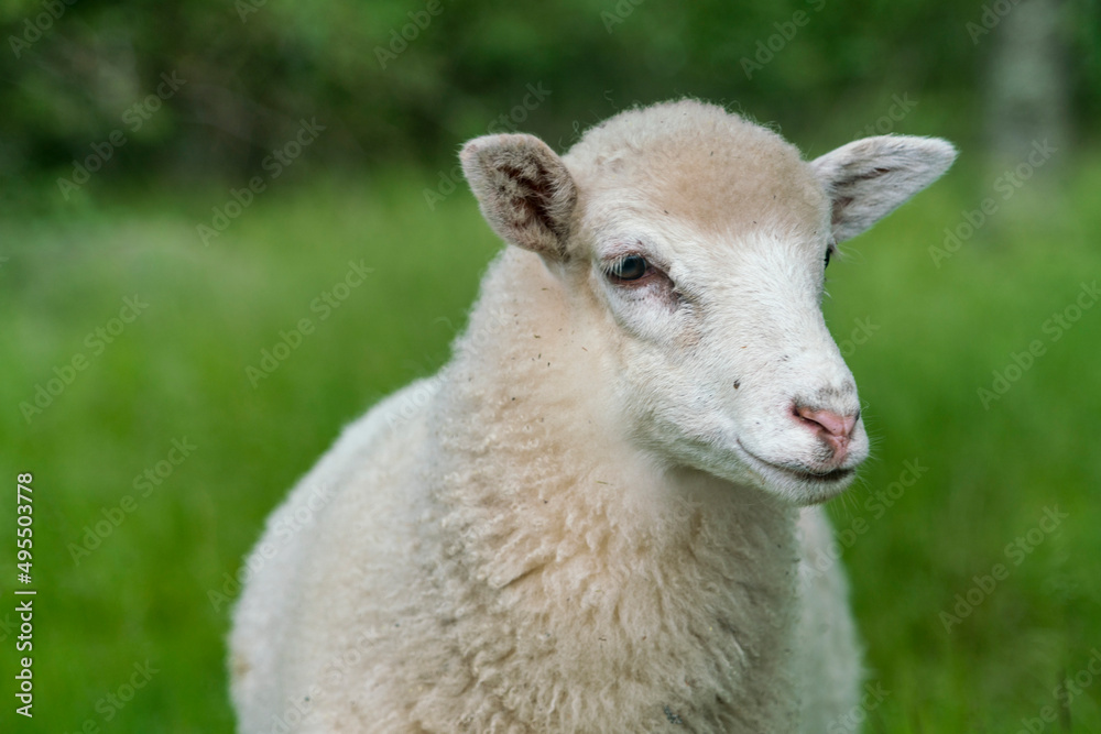 White sheep looking in grassy field White sheep looking in grassy field