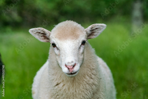 White sheep looking at camera