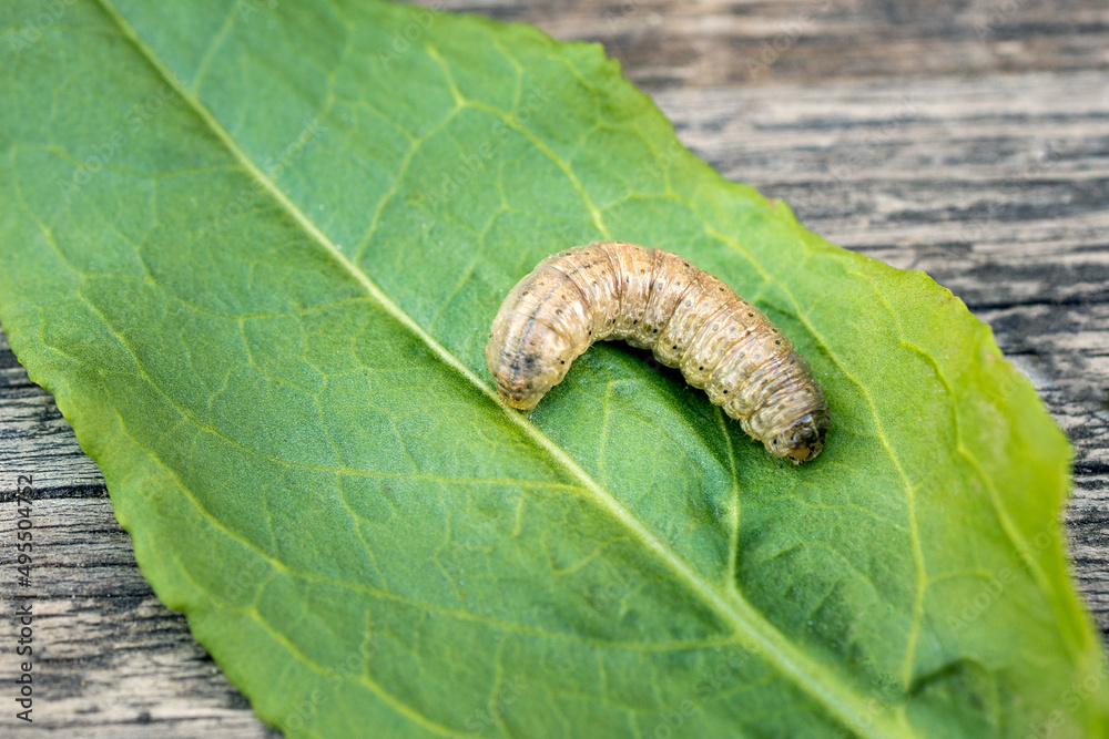 Obraz premium a large caterpillar on a green leaf, the background is wooden