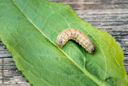 a large caterpillar on a green leaf, the background is wooden