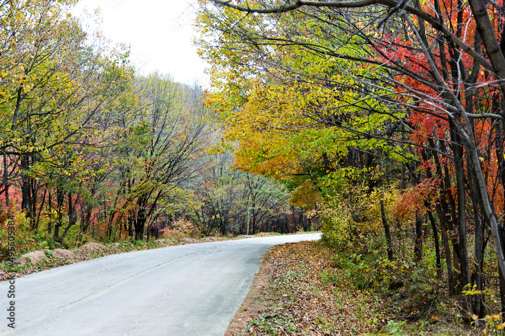 Winding road in autumn woods with colorful foliage tree Winding road in autumn woods with colorful foliage tree