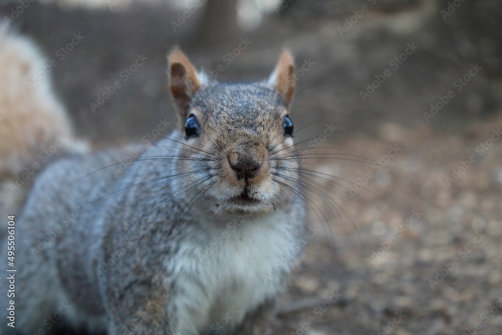 Obraz premium Squirrel at Central Park, NYC