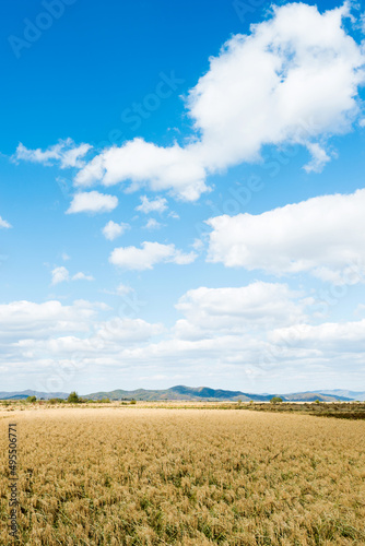 Golden rice field and sky with white clouds