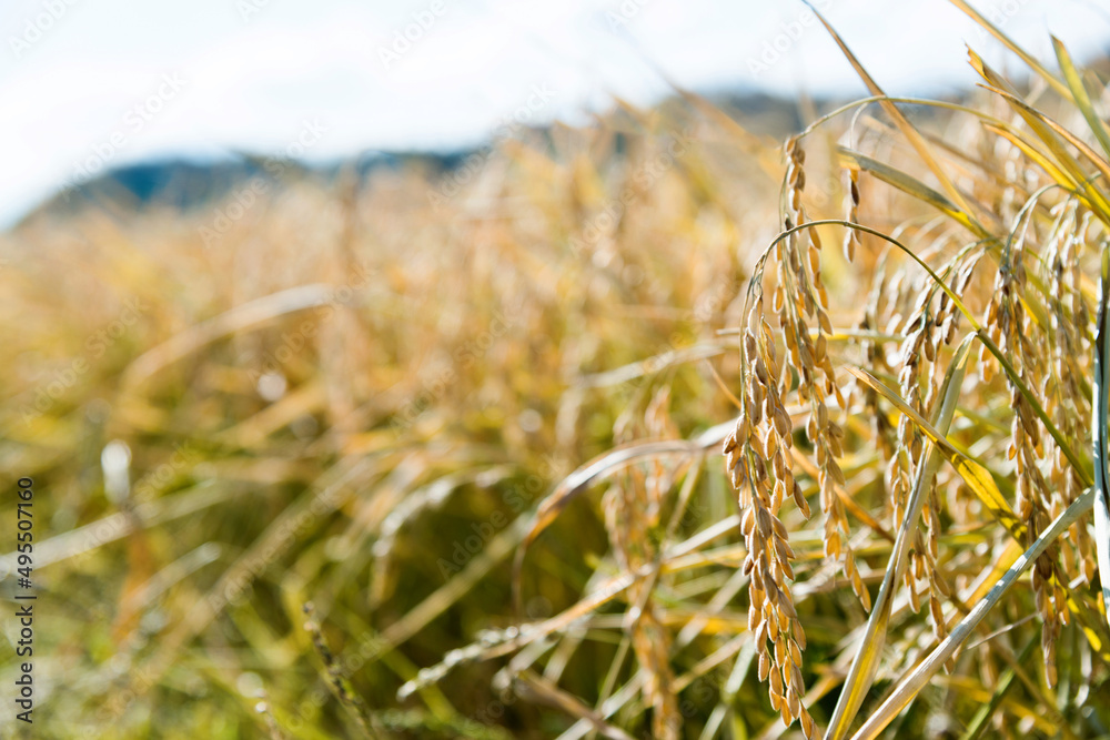 Fototapeta premium Close up autumn rice field