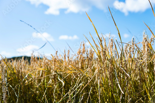 Golden rice field and sky with white clouds