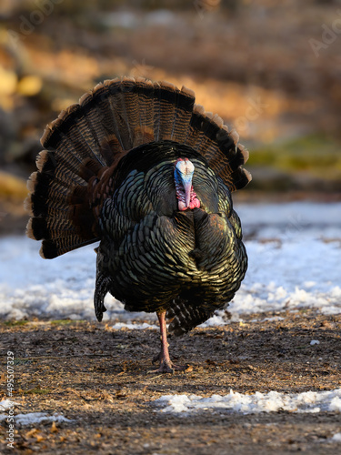 Male (tom) wild turkey with its tail feathers fanned out in early Spring