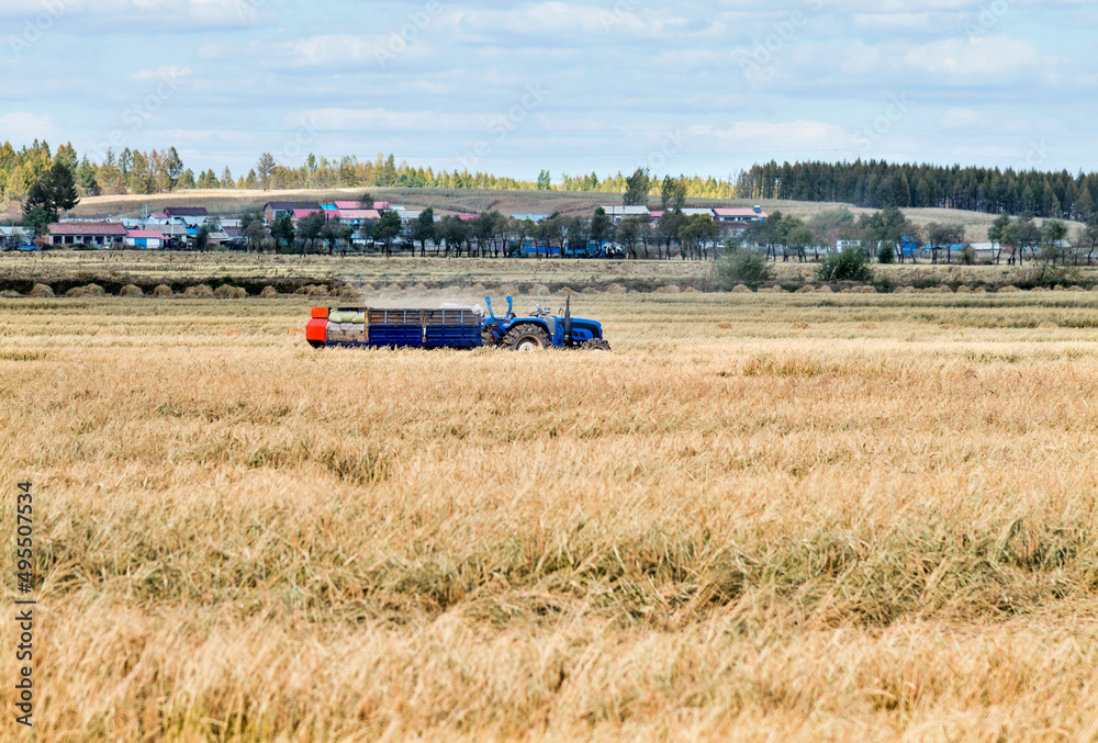 Fototapeta premium Harvester machine working in harvest rice field